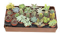 3" Cactus and Succulent Assortment