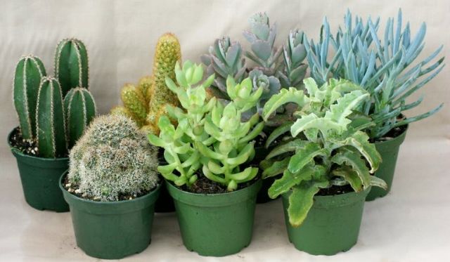 4" Cactus and Succulent Assortment