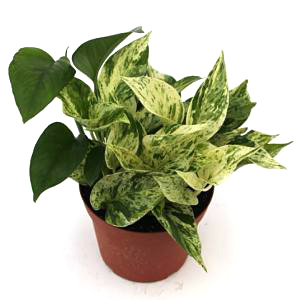Marble Queen Pothos Pots and Hanging Baskets