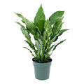 Variegated Domino Peace Lily