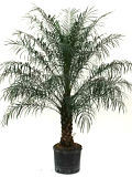 Roebellini Palm