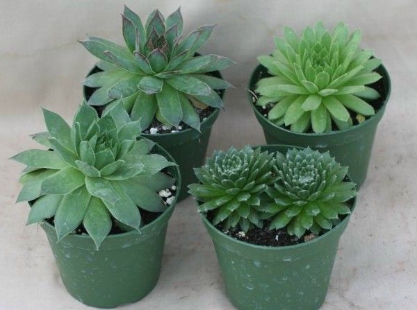 3" Sempervivium Hens & Chicks