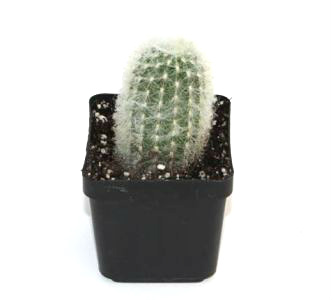 Old Man Cactus