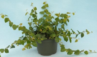 4" Ficus Repens Creeping Fig Assortment