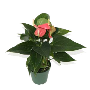 4" Anthurium Pink