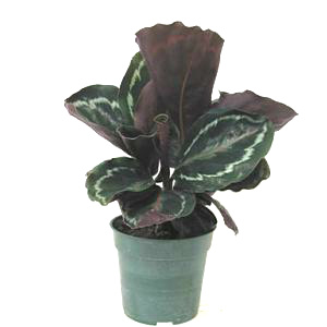 Medallion Calathea 