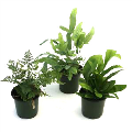 4" Fern Footed Assortment