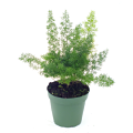 4" Fern Asparagus Foxtail