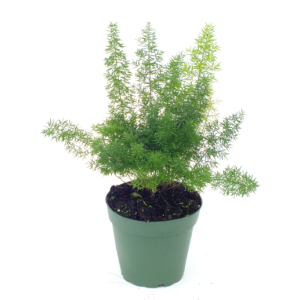 4" Fern Asparagus Foxtail