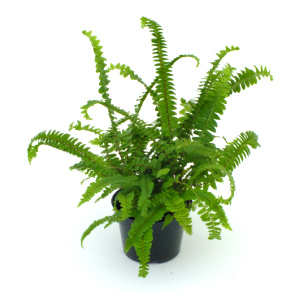 Medusa Fern