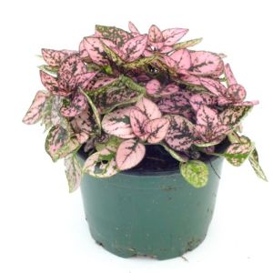 4" Hypoestes Pink Splash