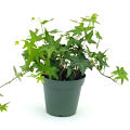 Green Asterisk Ivy