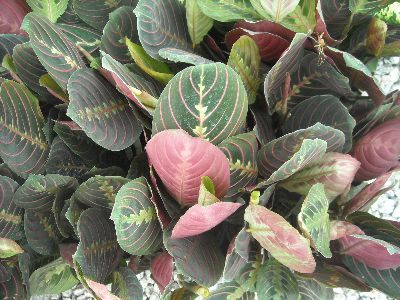 4" Maranta Assortment