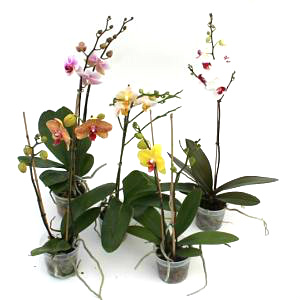 4" Orchid Phalaenopsis Asst Branched or Double Stem