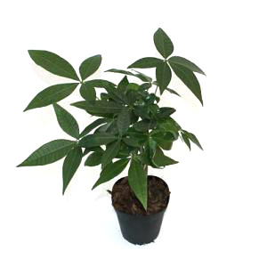 4" Pachira Money Tree Braid  