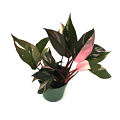 Pink Princess Philodendron