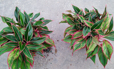 Red Siam