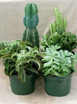 6" Cactus and Succulent Assortment