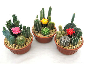 Cactus Garden in Glazed Clay Bowl