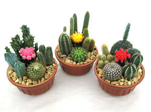 6" Cactus Garden Glazed Clay Bowl 5ppp (Box of 9)