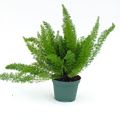 6" Fern Asparagus Foxtail