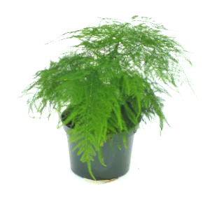 6" Fern Asparagus Plumosus