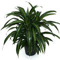 Hawaiian Sunshine Dracaena