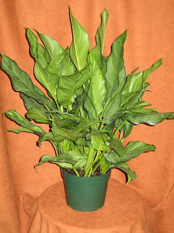 8" Aglaonema BJ Freeman 