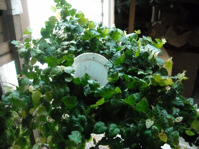 8" Ficus Repens Creeping Fig Green Bulb Pan Hole In One