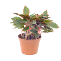 Creta Aglaonema