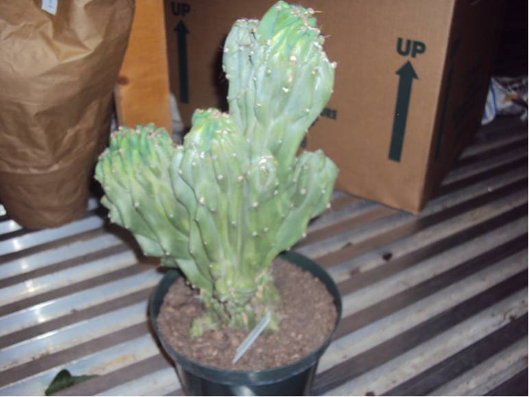 8" Cactus Cereus Monstrosus