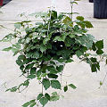 Cissus Grape Ivy