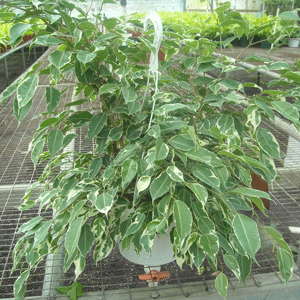 Variegated Starlite Ficus