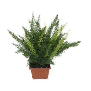 8" Fern Asparagus Foxtail