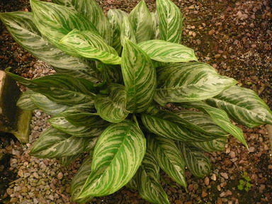 10" Aglaonema Moonlight Bay