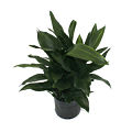 10" Aspidistra Cast Iron Green