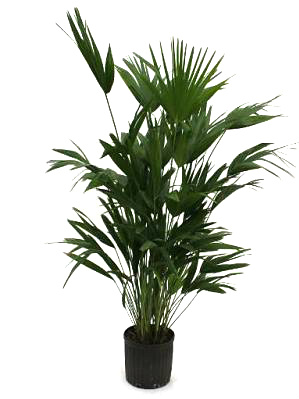 Chinese Fan Palm