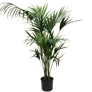 Kentia Palm