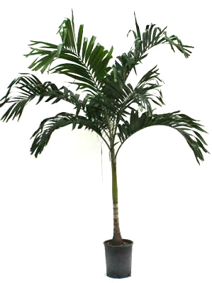 Adonidia Palm