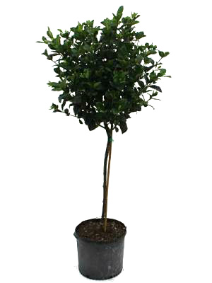 14" Gardenia Aimee Standard