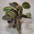 4" Maranta Red 