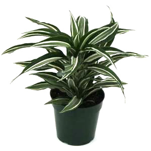 Dracaena Dragon Jade Jewel  