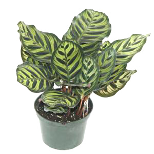 Makoyana Calathea