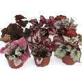 6" Begonia Rex Assortment