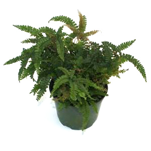 Rosey Maidenhair Fern