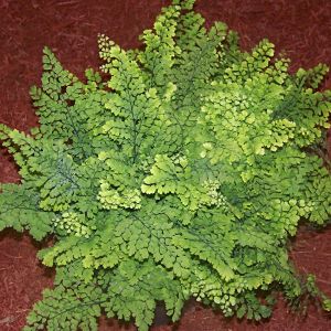 Fritz Luthi Maidenhair Fern