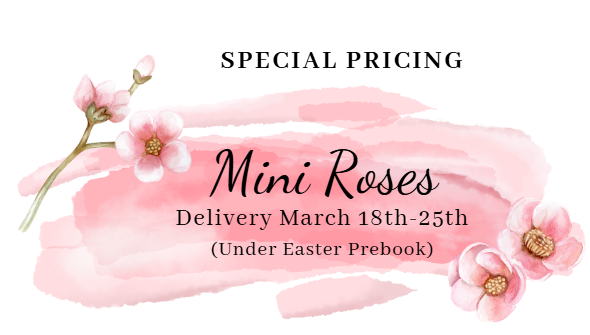 Special pricing.  Mini Roses.  Delivery March 18th-25th.  Under Easter prebook.