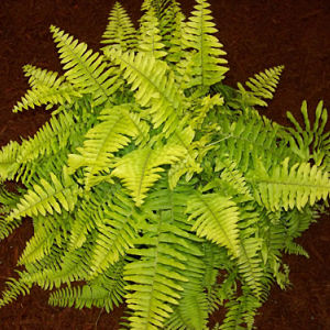 Rita's Gold Fern