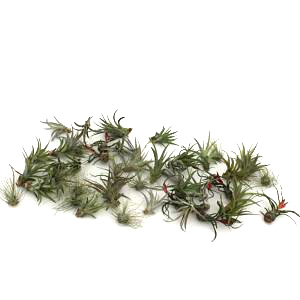 Bromeliad Tillandsia Assortment Small (Box of 44)